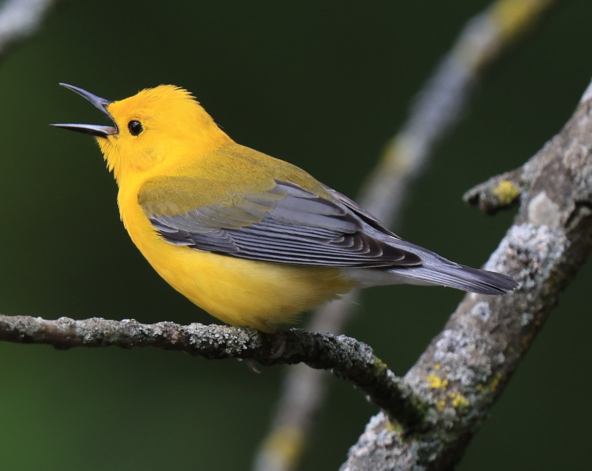 Prothonotary Warbler - ML619069203