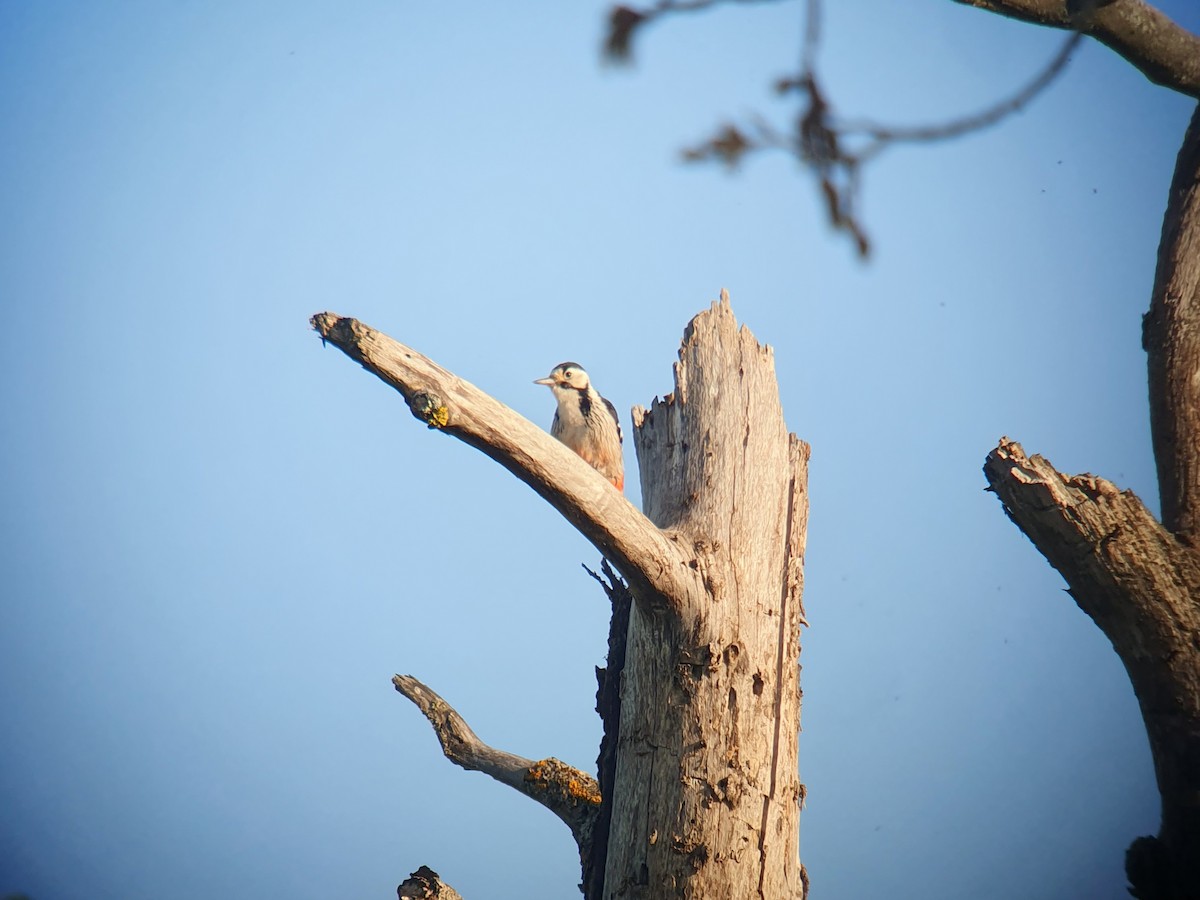 White-backed Woodpecker - ML619069228