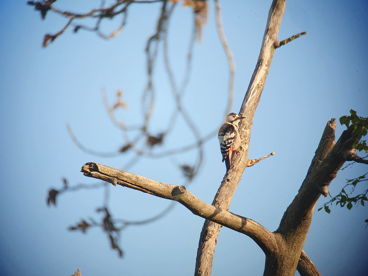 White-backed Woodpecker - ML619069231