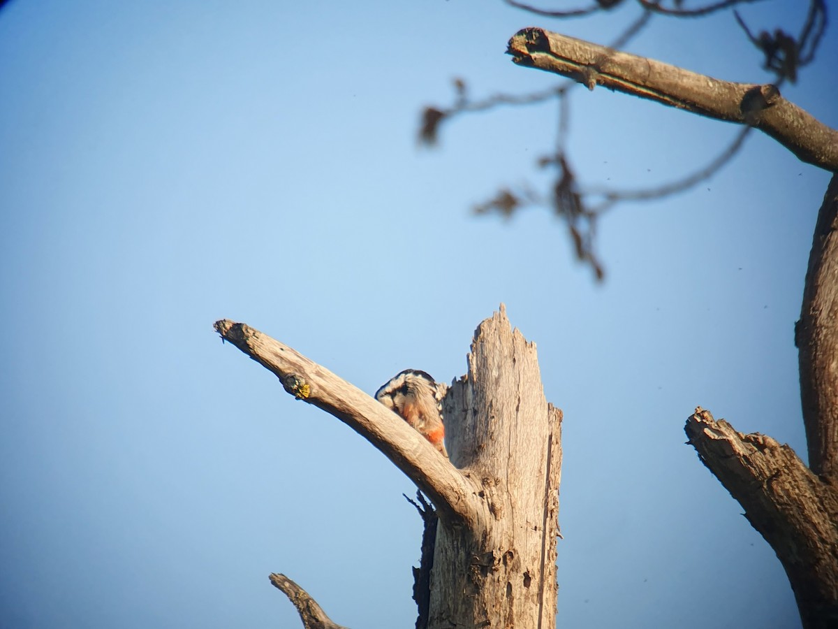 White-backed Woodpecker - ML619069232