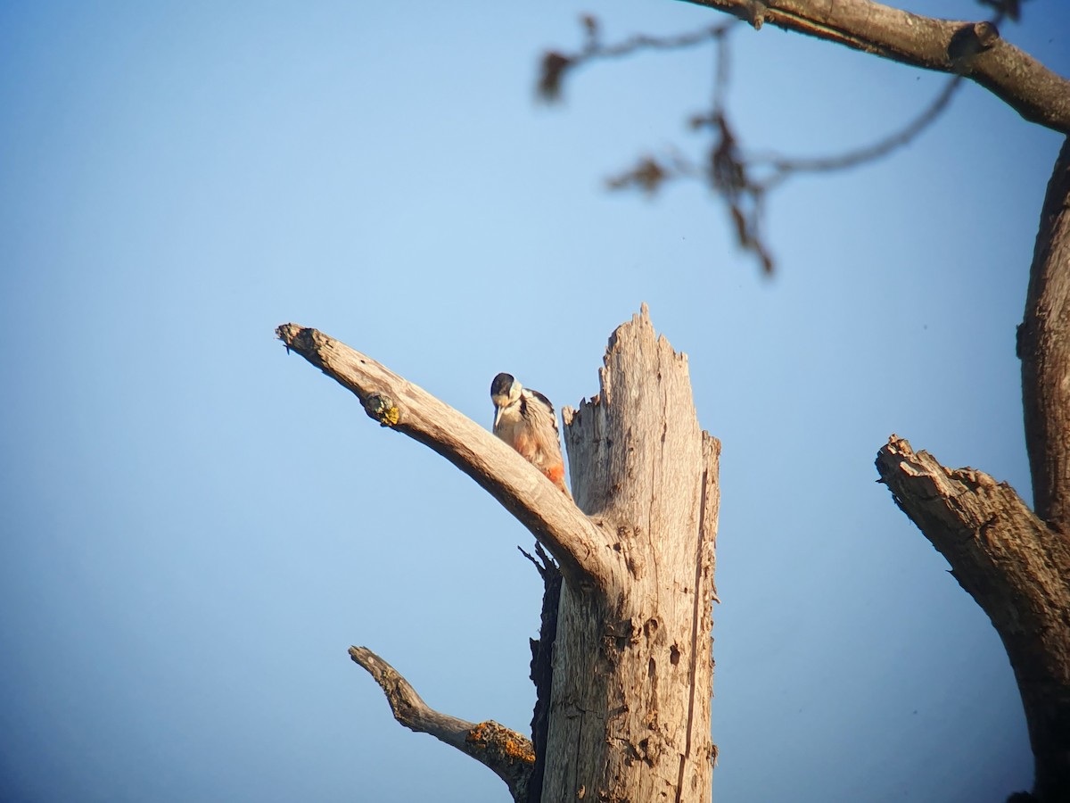 White-backed Woodpecker - ML619069233
