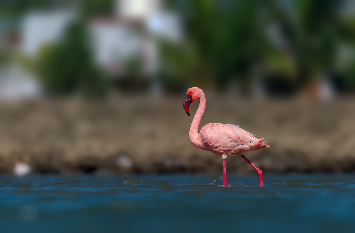 Lesser Flamingo - ML619069238