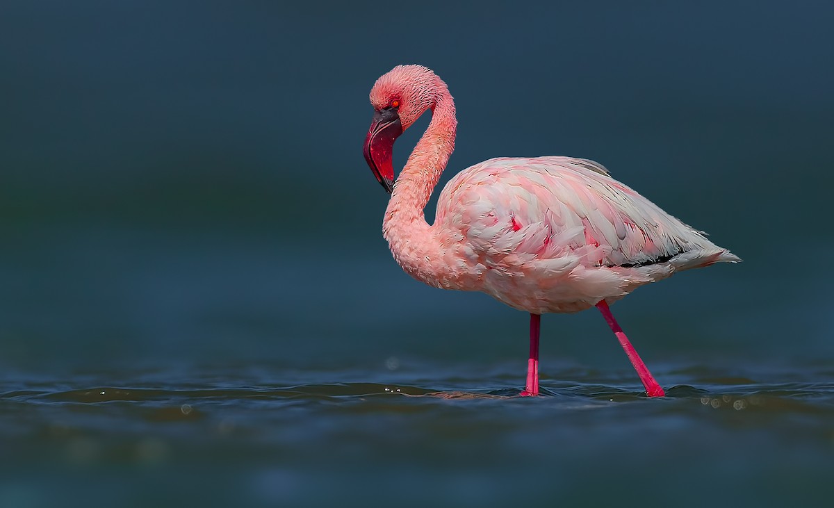 Lesser Flamingo - ML619069240