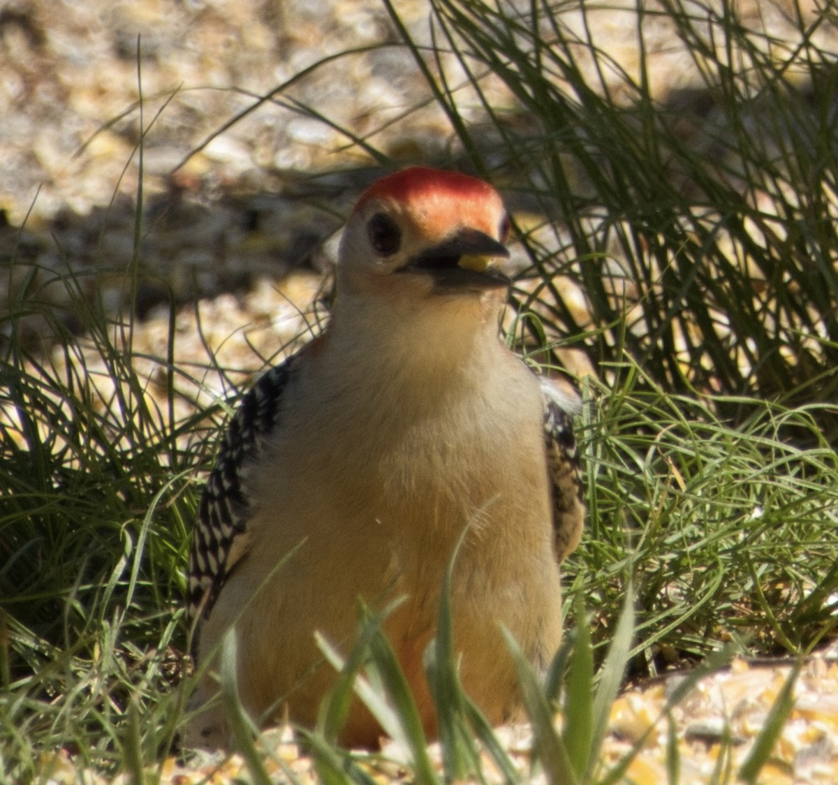 Red-bellied Woodpecker - ML619069256