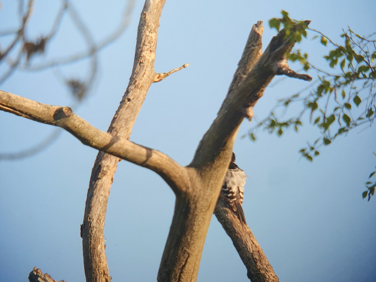 White-backed Woodpecker - ML619069277