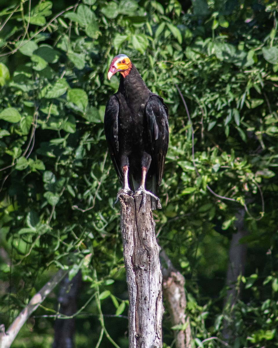 Lesser Yellow-headed Vulture - ML619069288