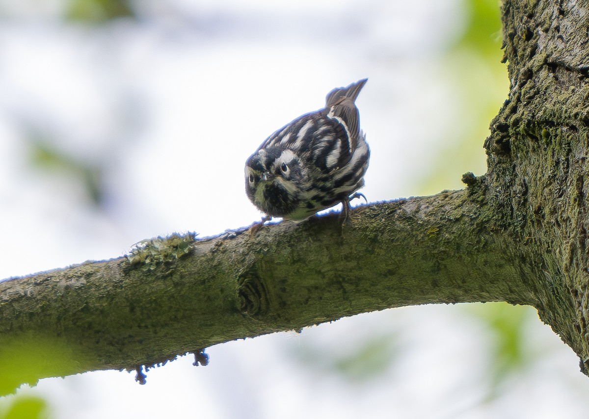 Black-and-white Warbler - ML619069323