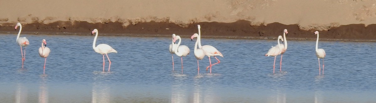 Greater Flamingo - ML619069368