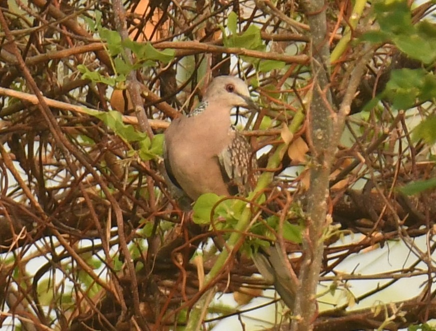 Spotted Dove - ML619069409