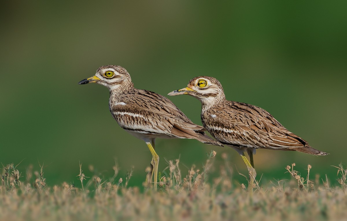 Indian Thick-knee - ML619069473
