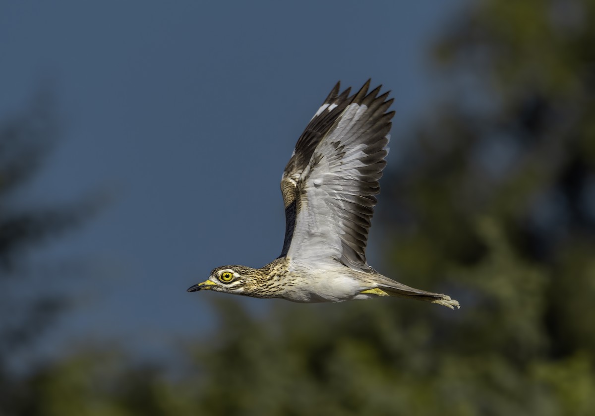 Indian Thick-knee - ML619069476