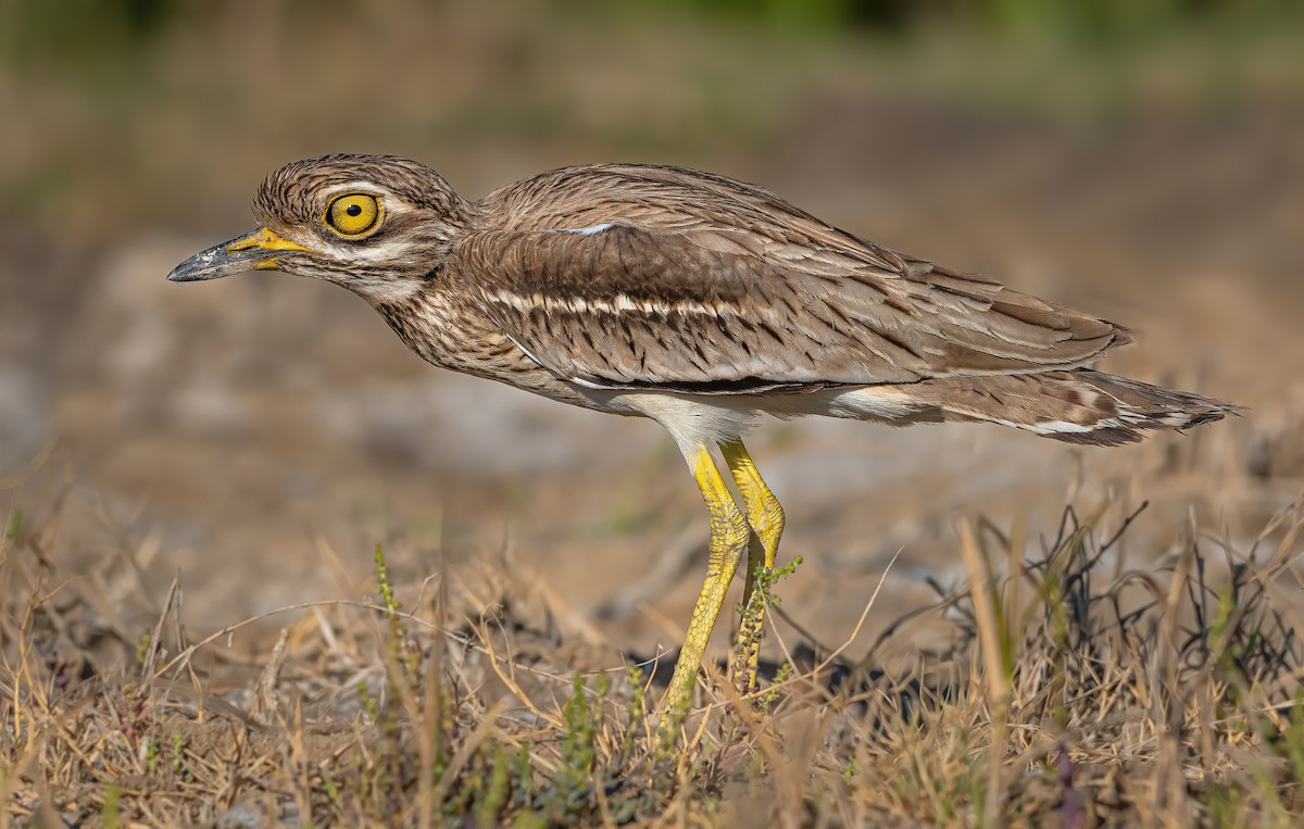Indian Thick-knee - ML619069478