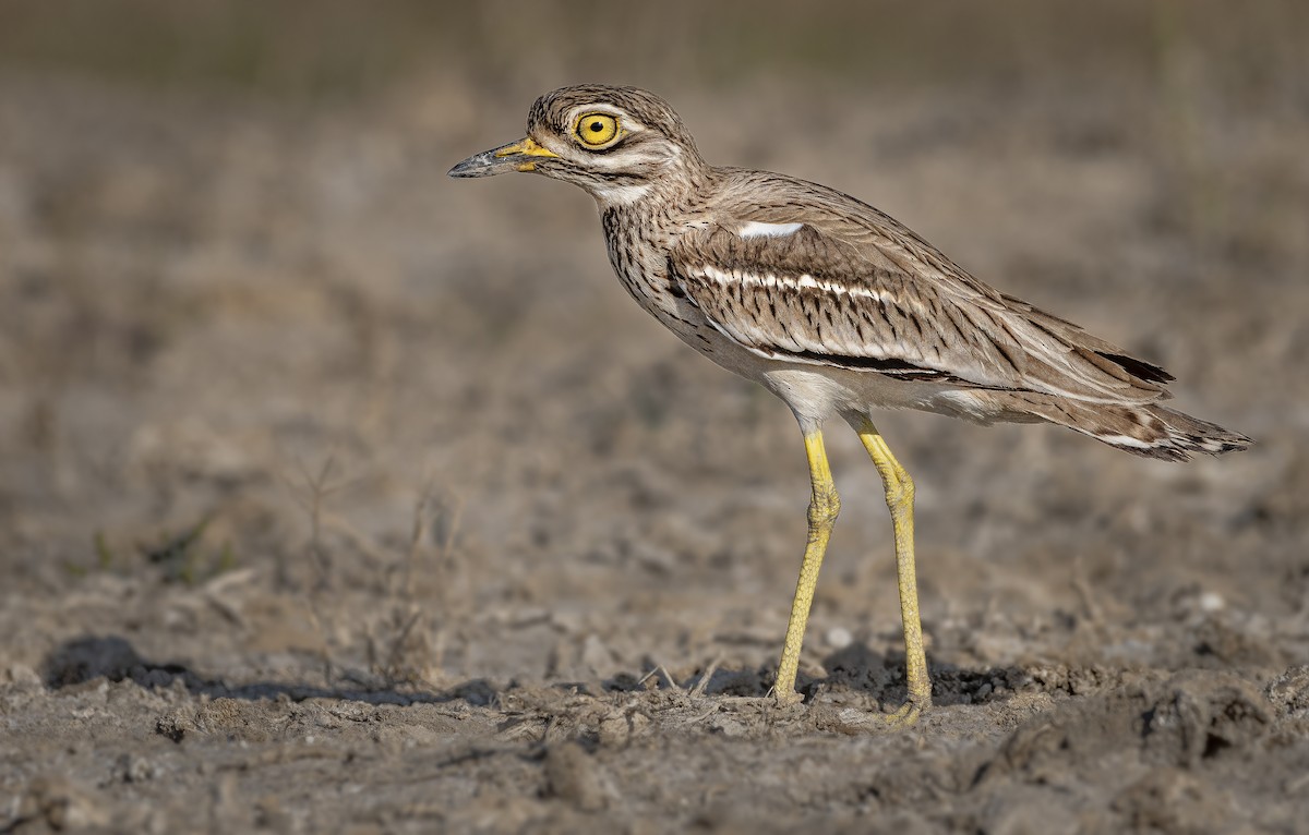 Indian Thick-knee - ML619069479