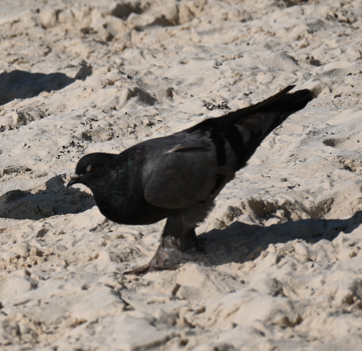 Rock Pigeon (Feral Pigeon) - ML619069498