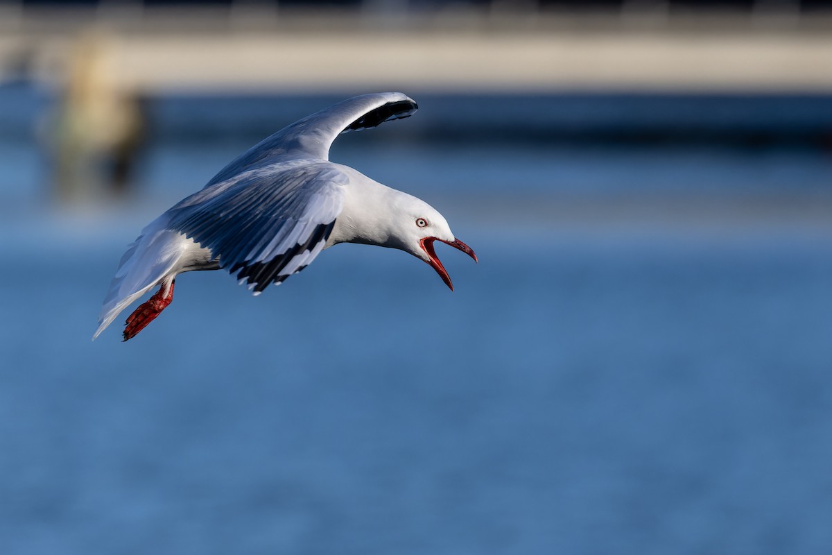 Silver Gull (Red-billed) - ML619069518