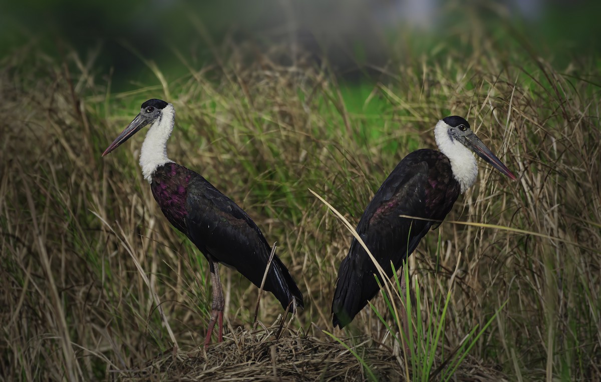 Asian Woolly-necked Stork - ML619069539