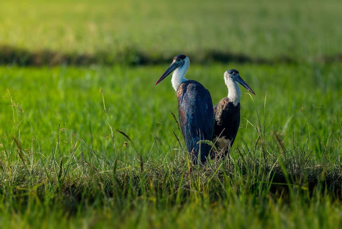 Asian Woolly-necked Stork - ML619069542