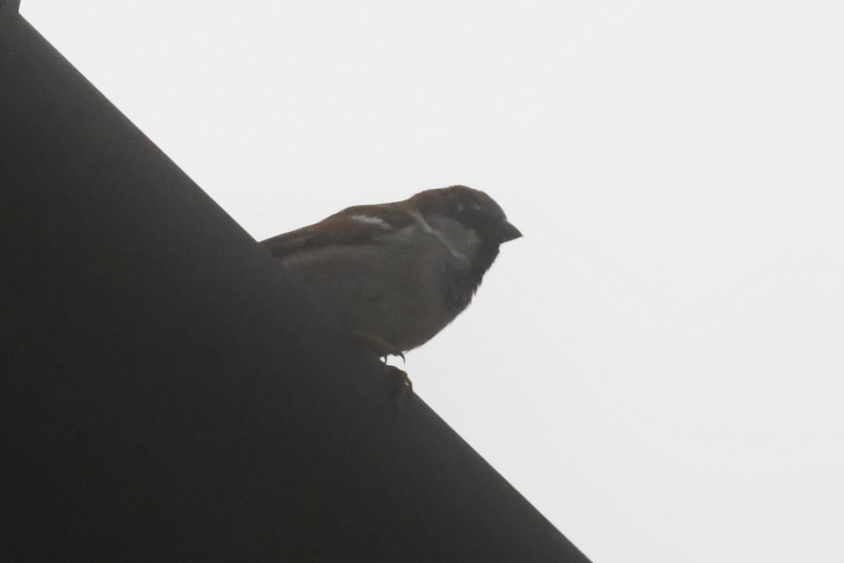 House Sparrow - ML619069553
