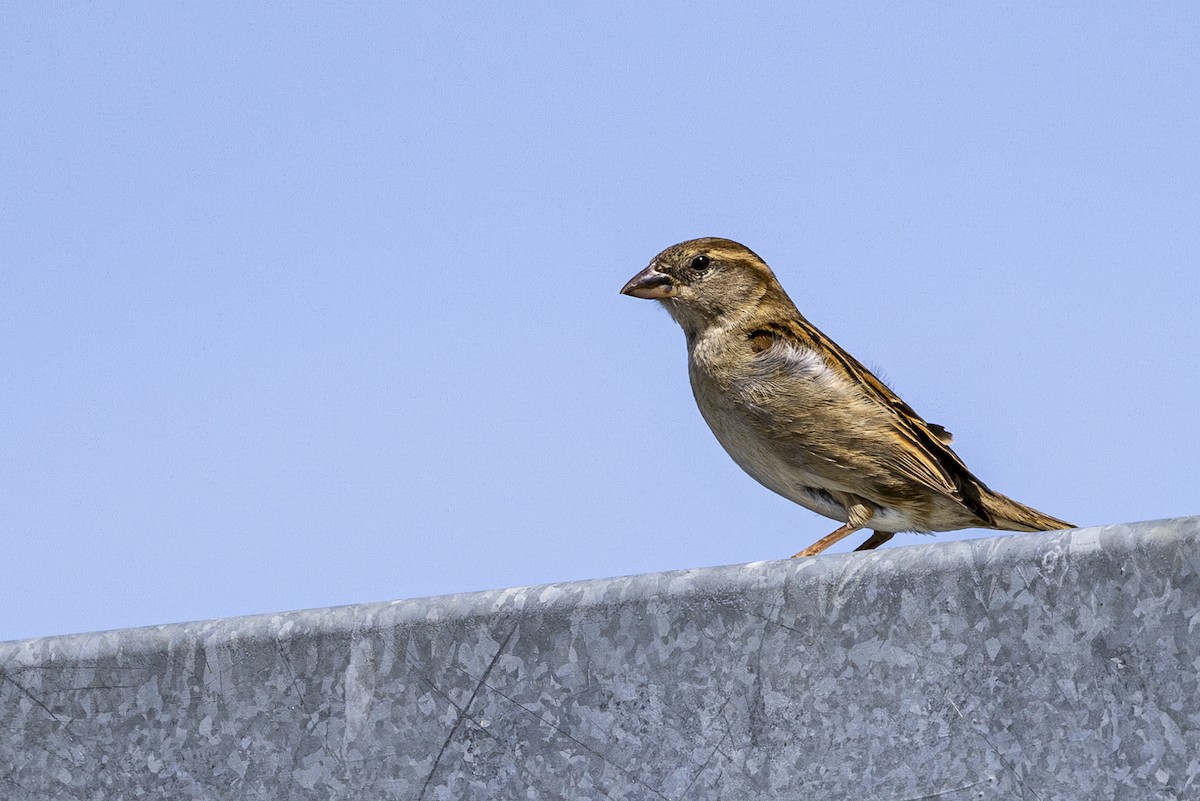 House Sparrow - ML619069597