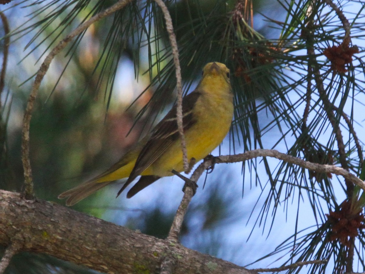 Western Tanager - ML619069663