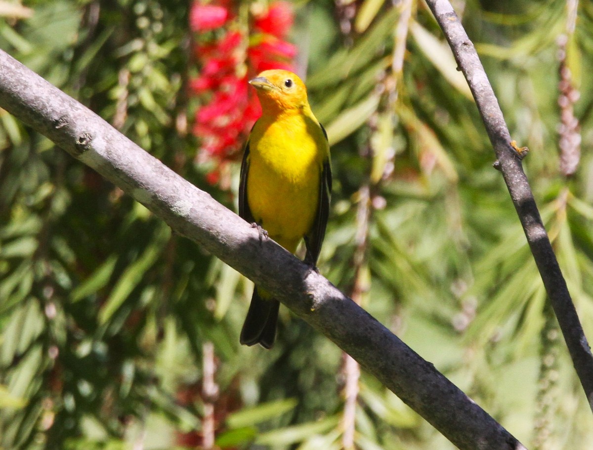 Western Tanager - ML619069664