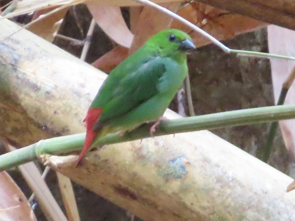 Green-faced Parrotfinch - Andrea Bennett