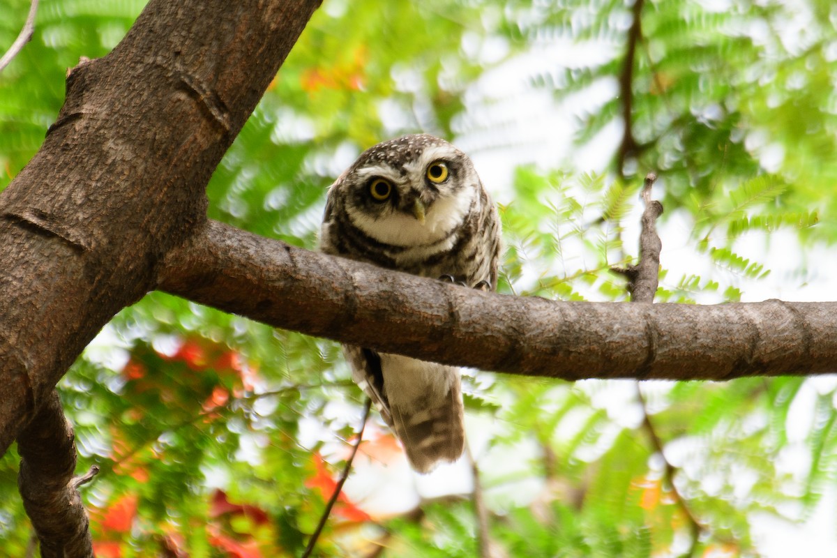 Spotted Owlet - ML619069710