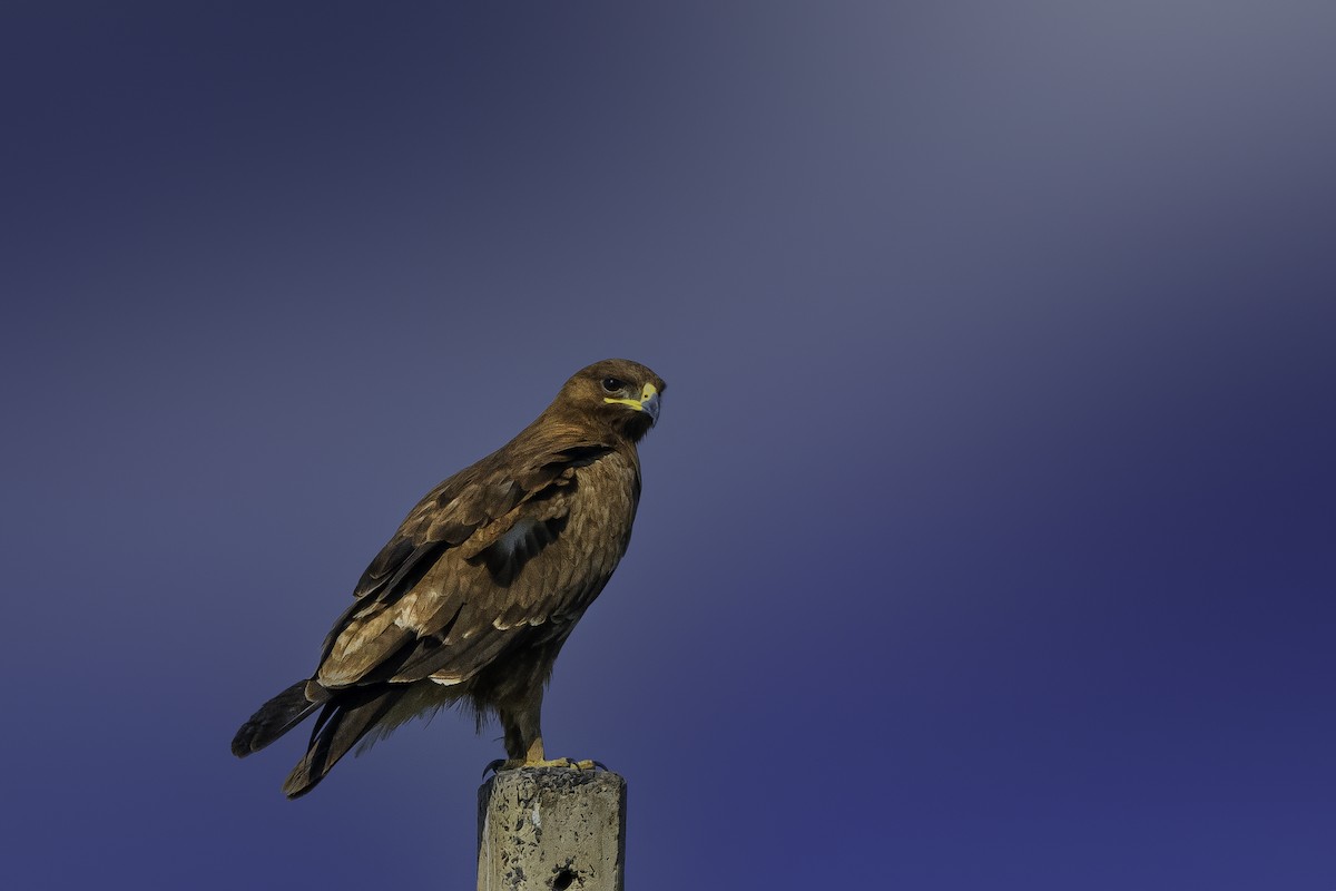 Indian Spotted Eagle - ML619069718