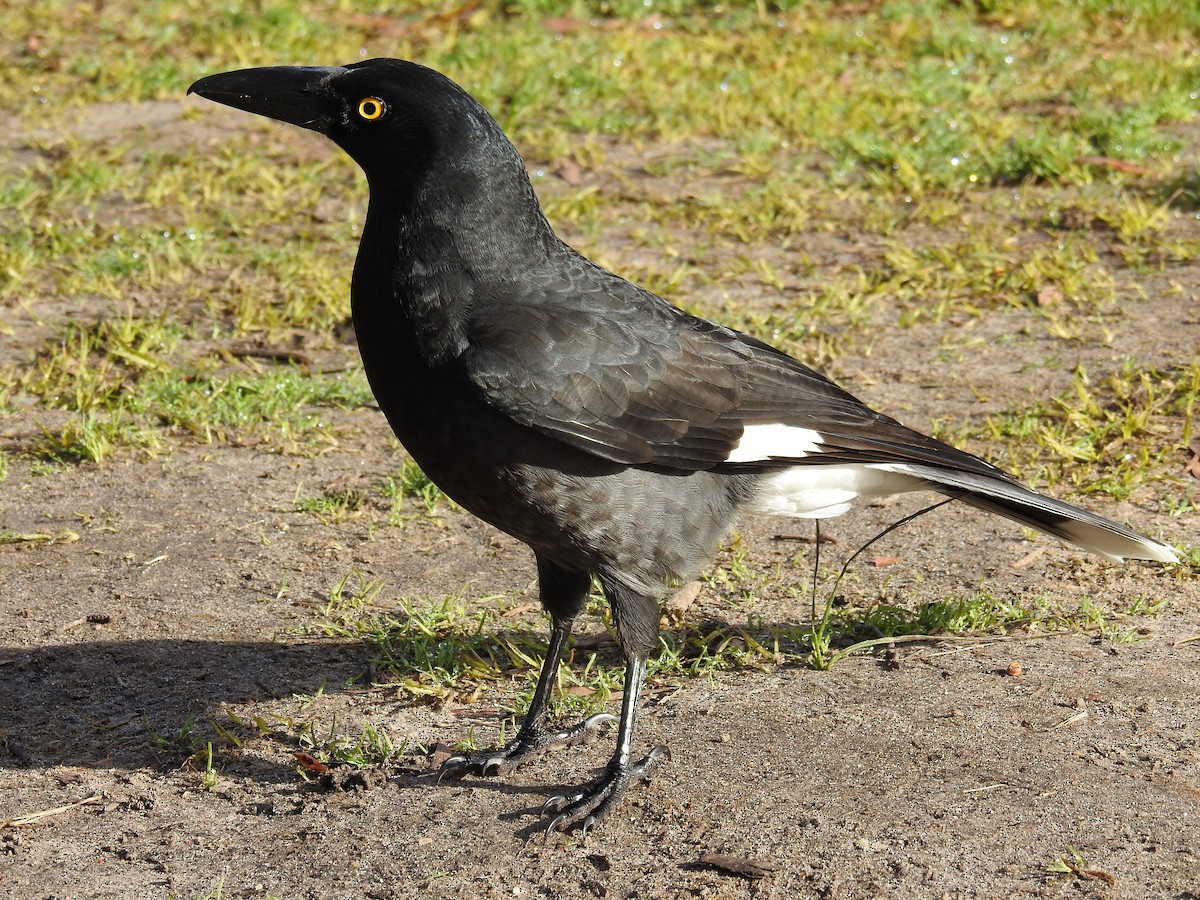 Pied Currawong - ML619069754
