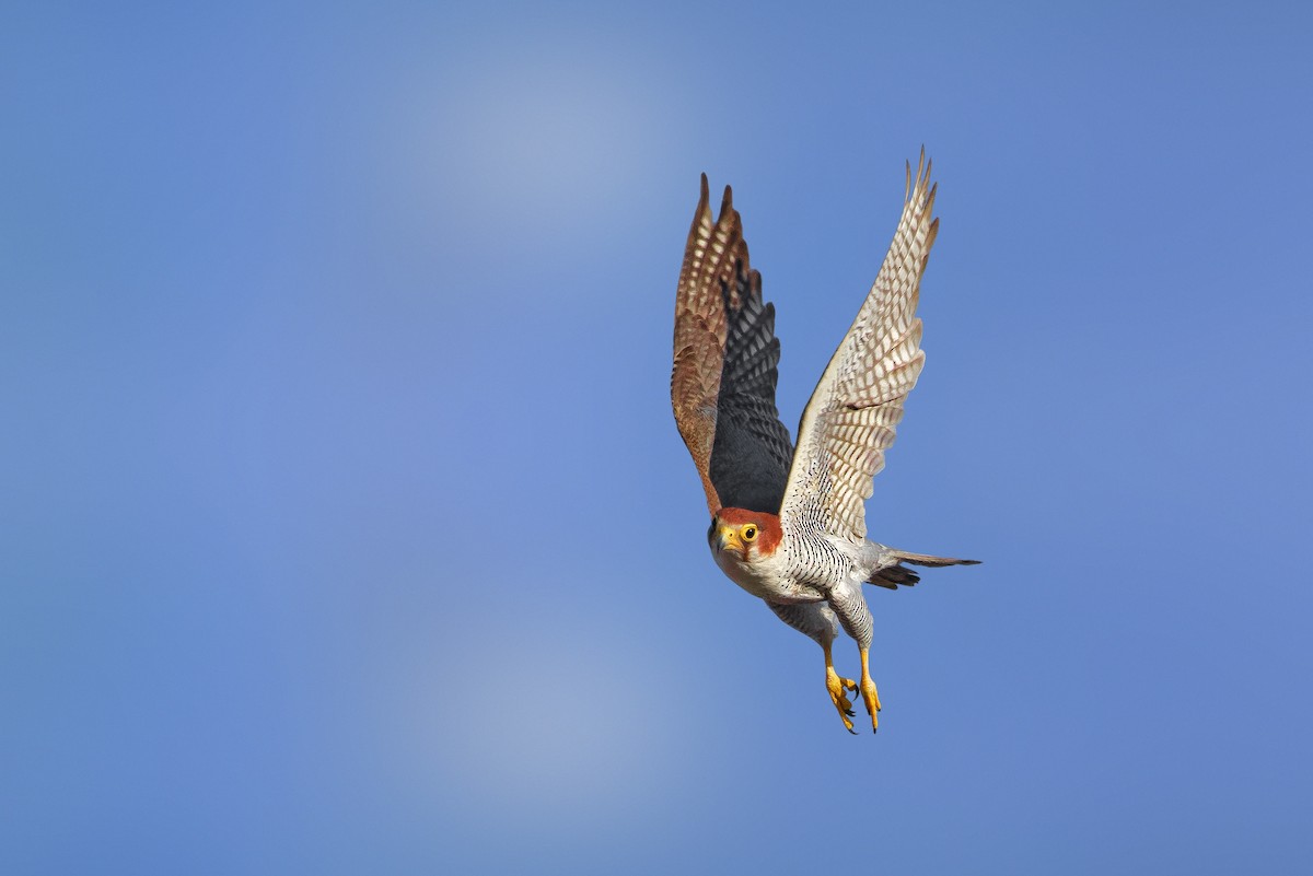 Red-necked Falcon - ML619069760