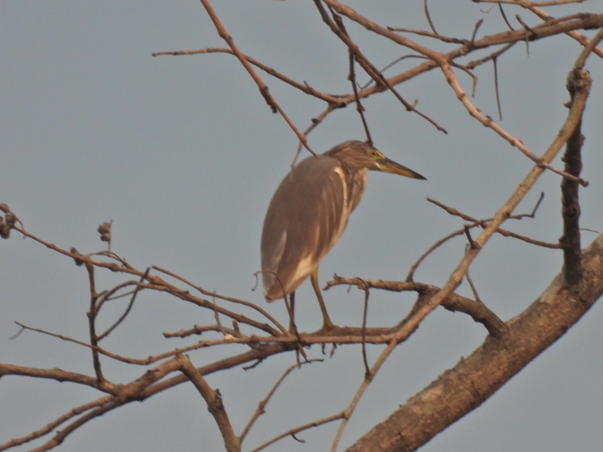 Indian Pond-Heron - Aaytu Ram Kashyap