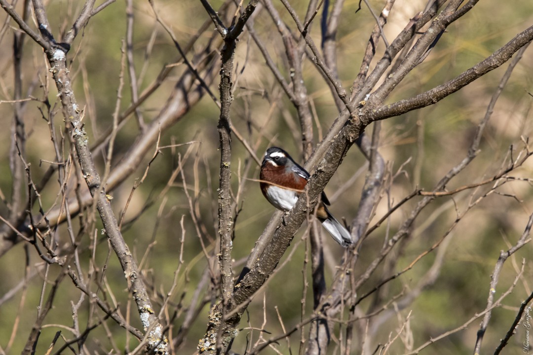 Black-and-chestnut Warbling Finch - ML619069785