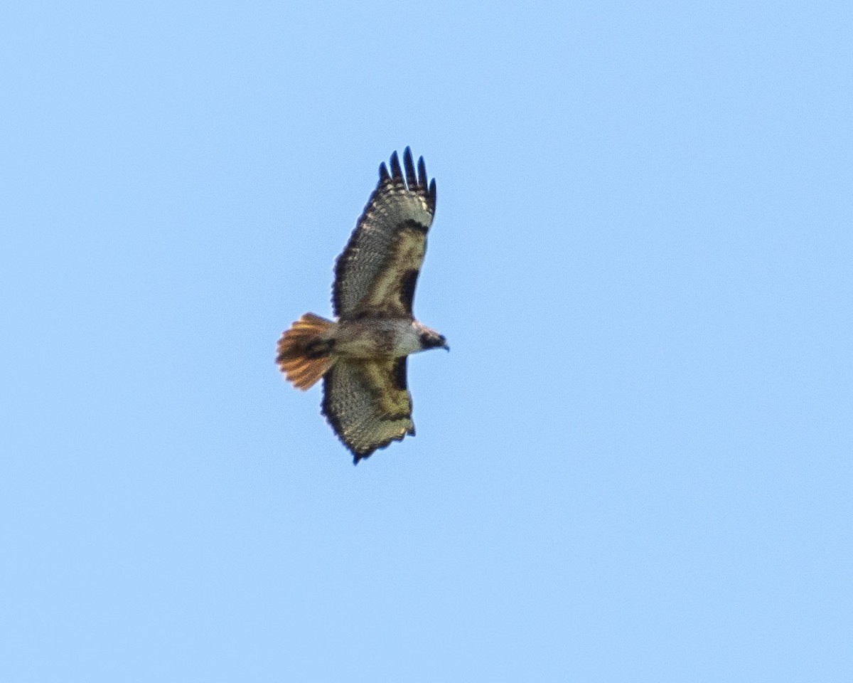 Red-tailed Hawk - ML619069786