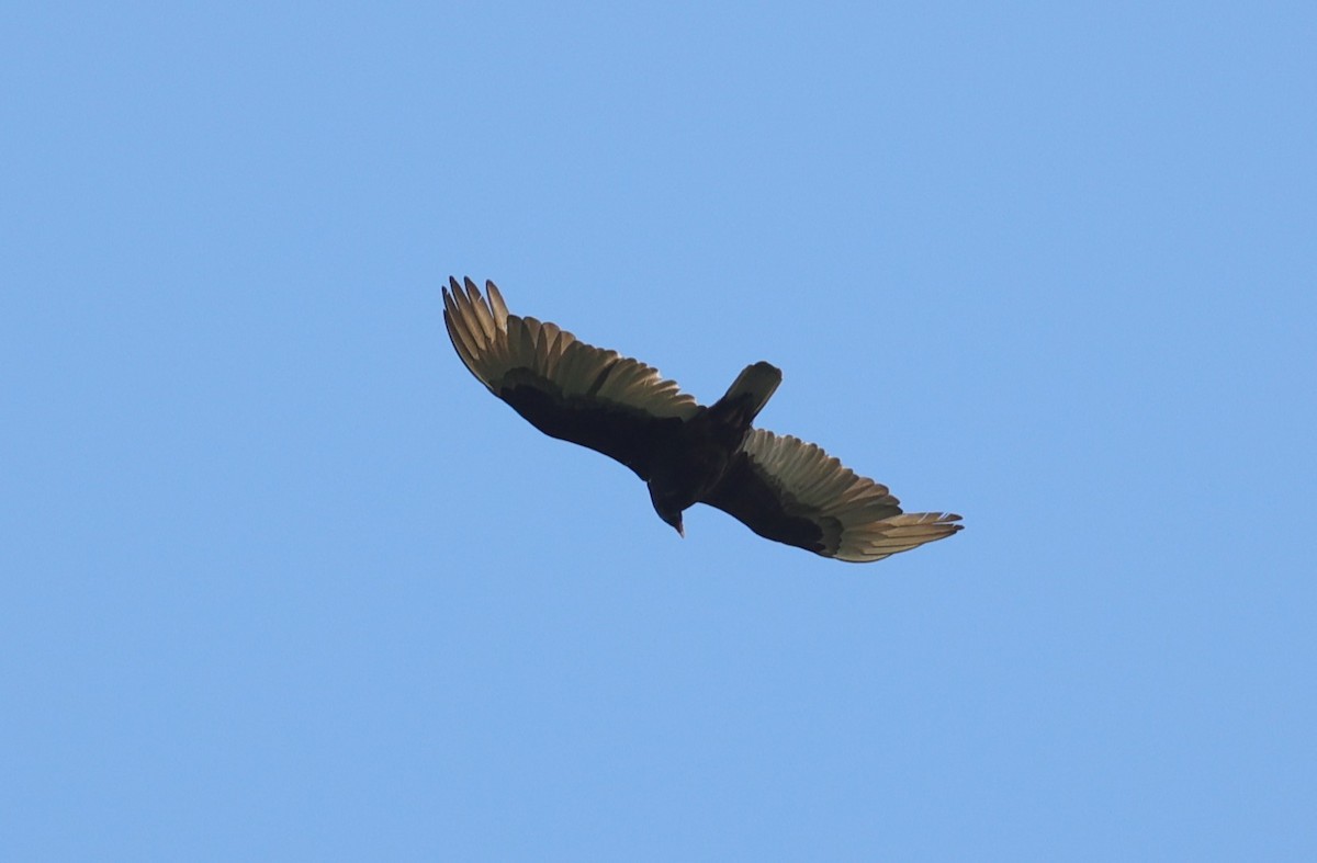 Turkey Vulture - ML619069922