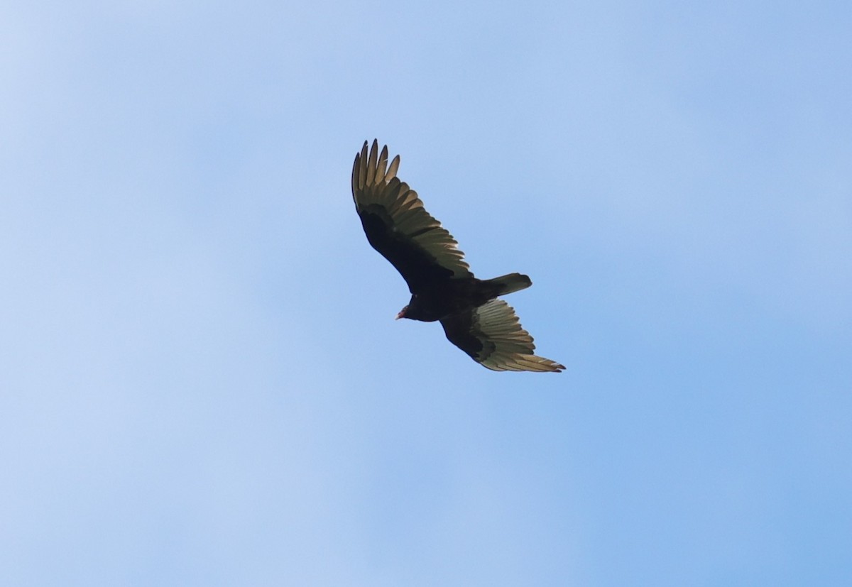 Turkey Vulture - ML619069923