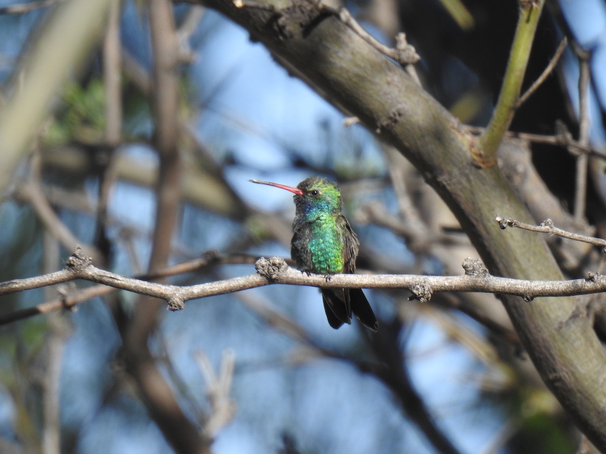 Broad-billed Hummingbird - Phoenix Kwan