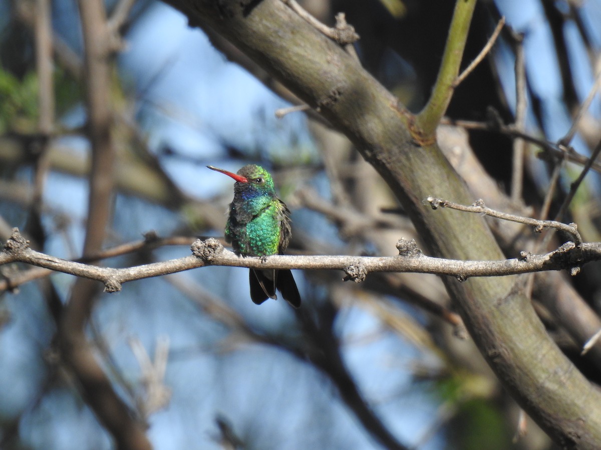 Broad-billed Hummingbird - Phoenix Kwan