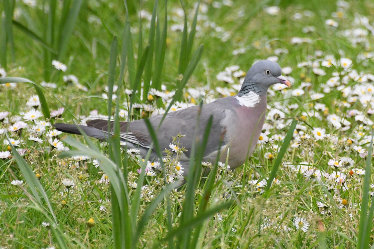 Common Wood-Pigeon (White-necked) - ML619070005