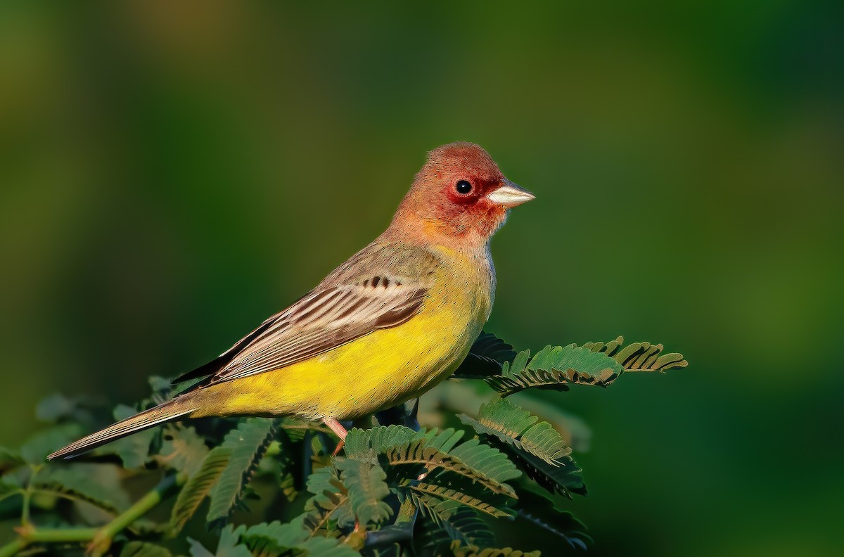 Red-headed Bunting - ML619070007