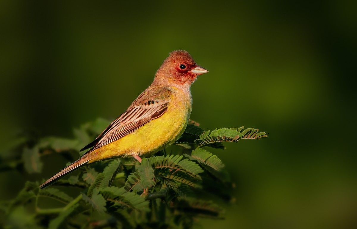 Red-headed Bunting - ML619070009