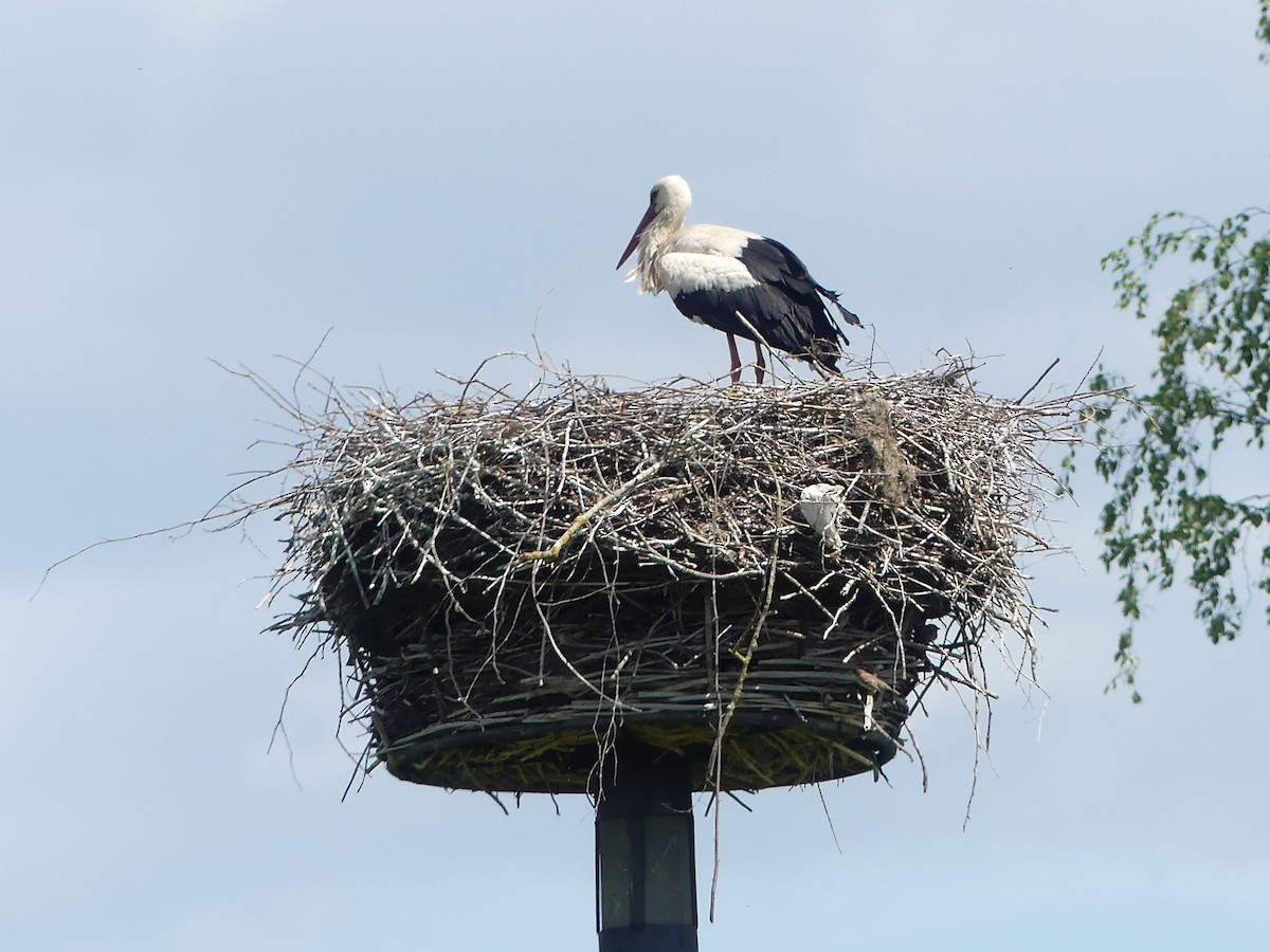 White Stork - Jan Richtr