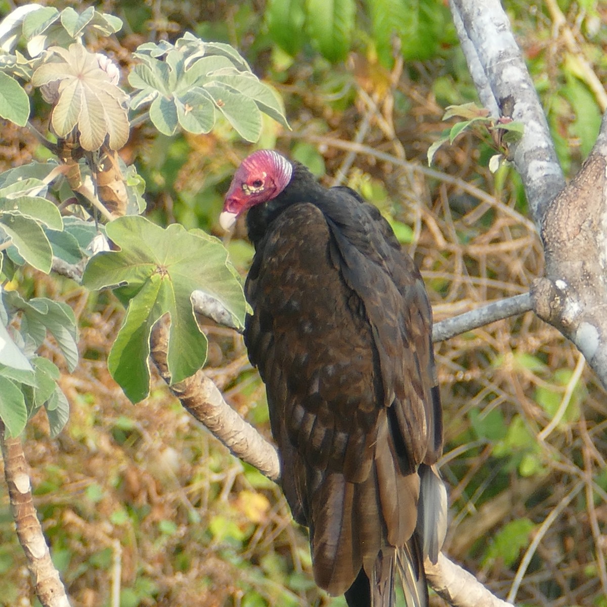 Turkey Vulture - Ulrike Schmölzer