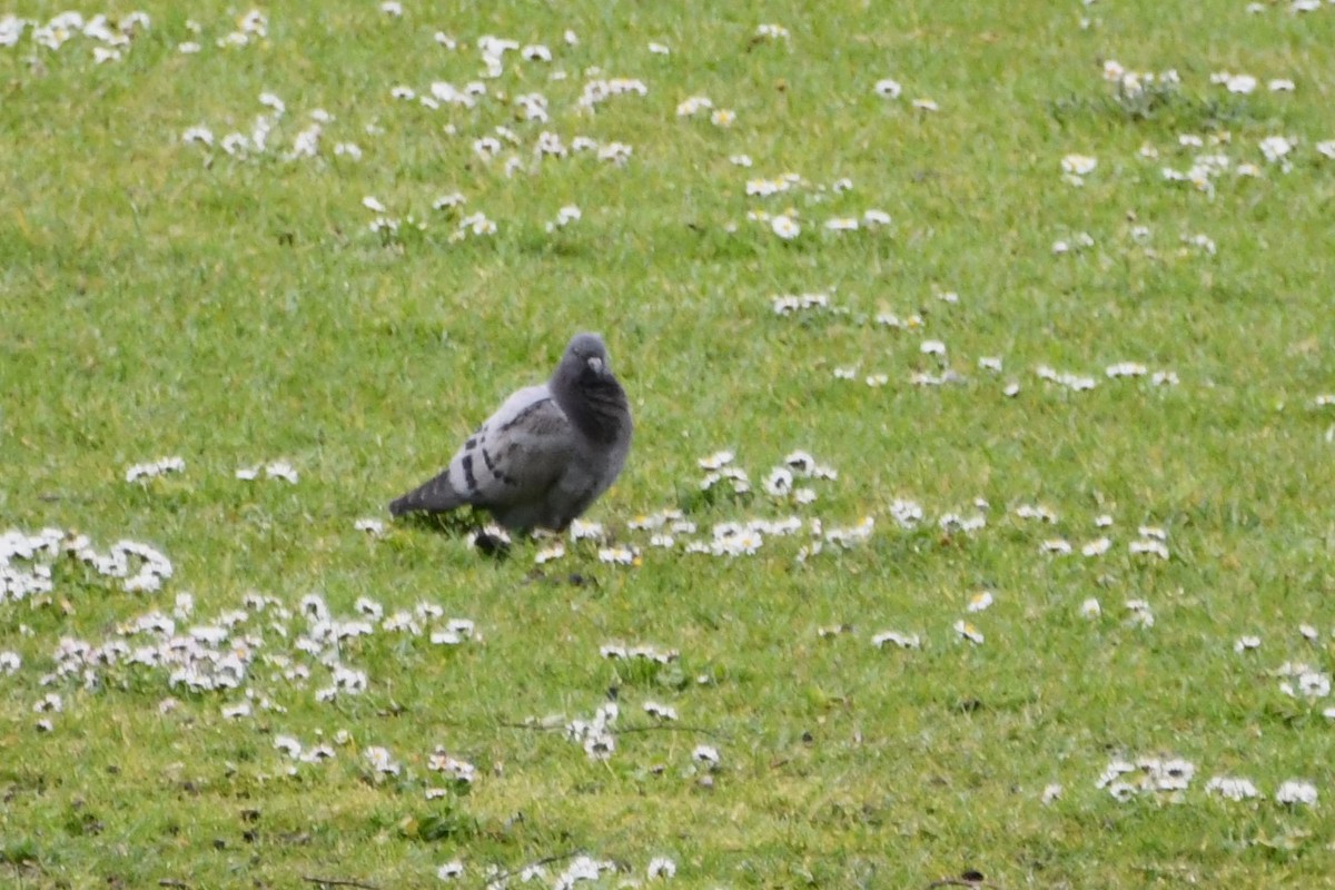 Rock Pigeon (Feral Pigeon) - ML619070041