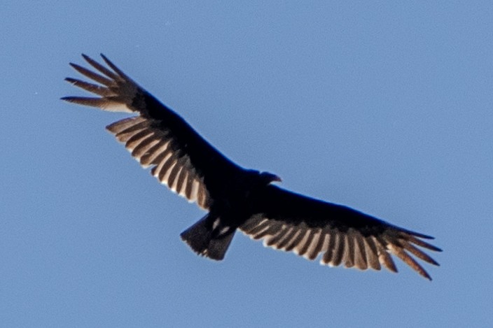Turkey Vulture - ML619070091