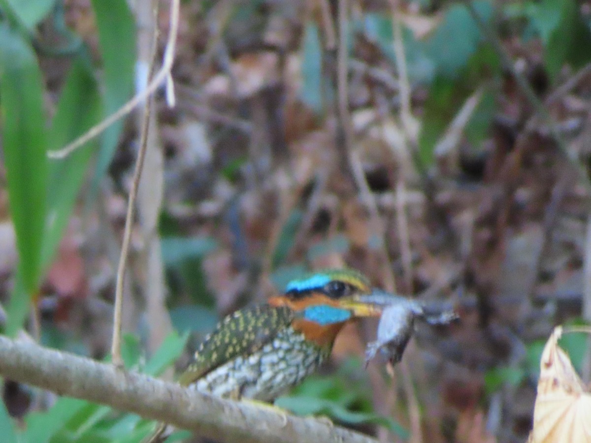 Spotted Kingfisher - ML619070097