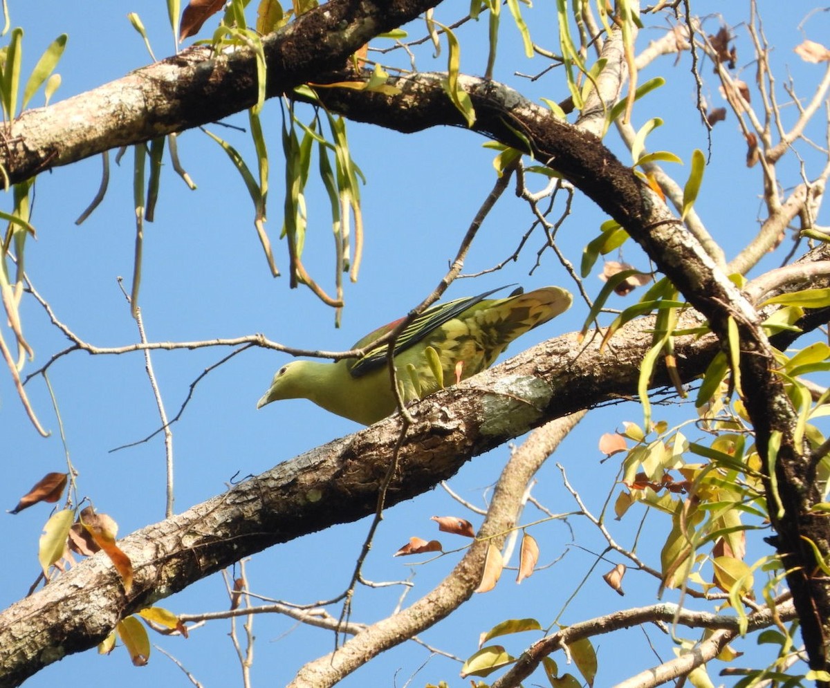 Андаманский зеленый голубь - ML619070145
