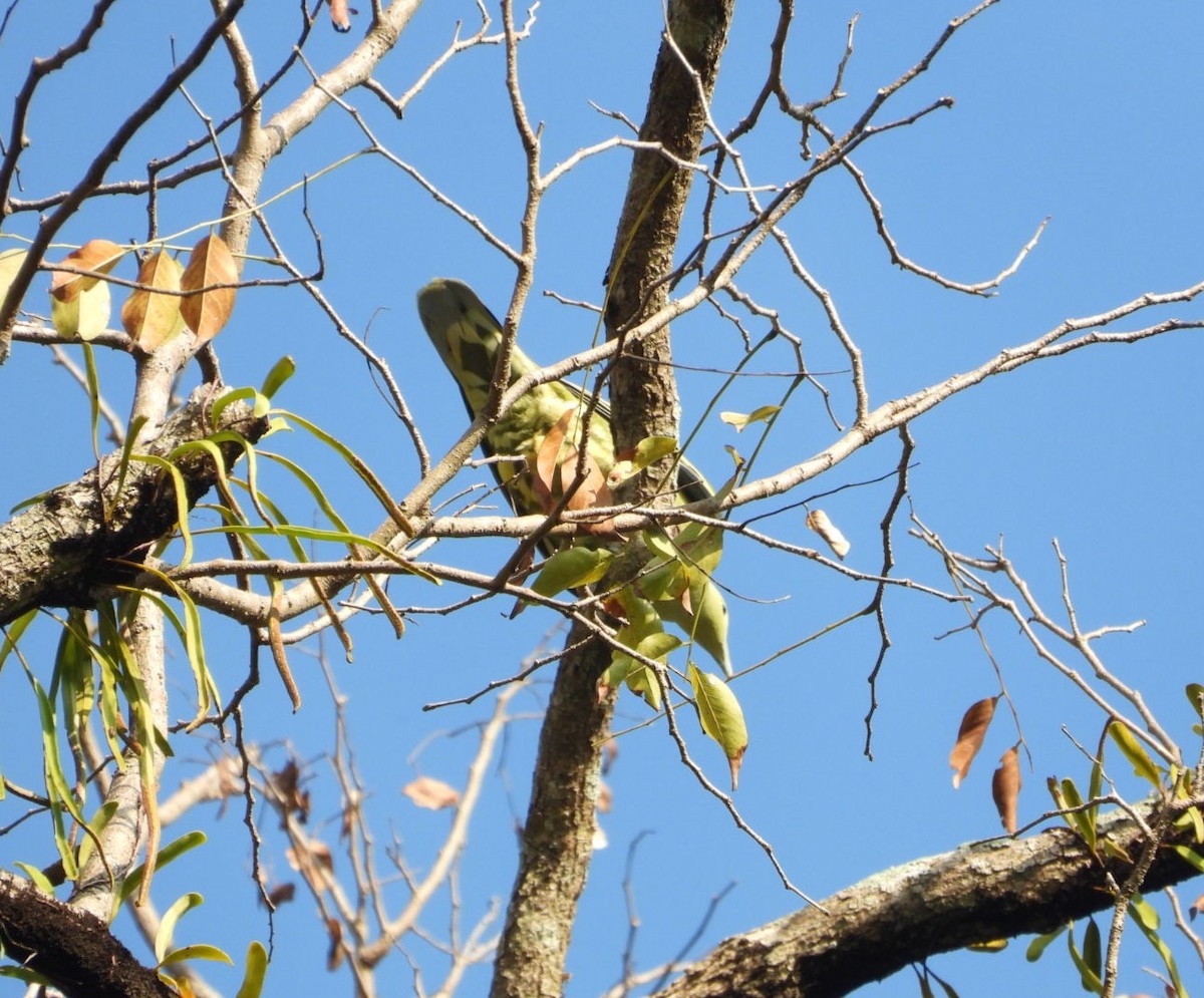 Андаманский зеленый голубь - ML619070146