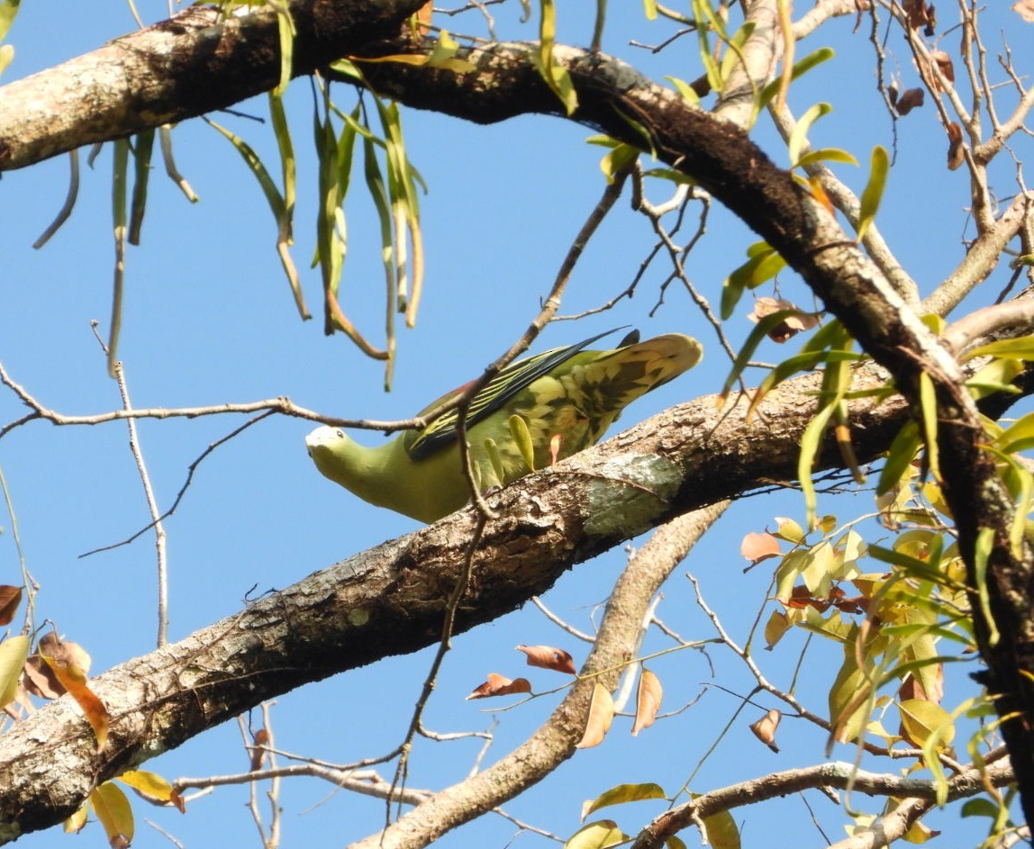Андаманский зеленый голубь - ML619070147