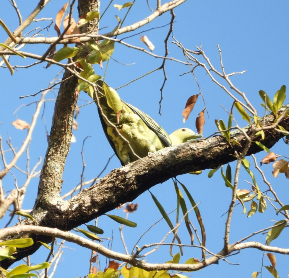 Andaman Green-Pigeon - ML619070148