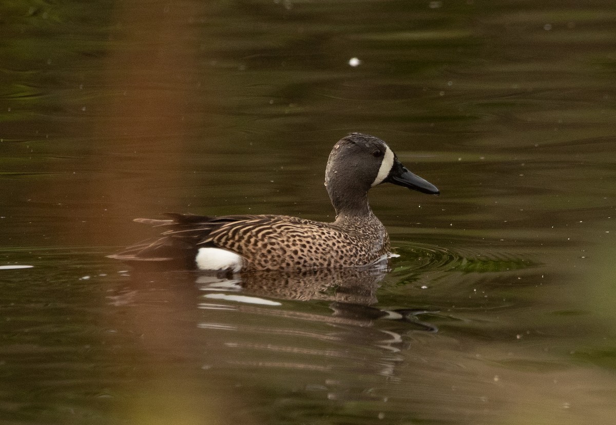 Blue-winged Teal - ML619070165